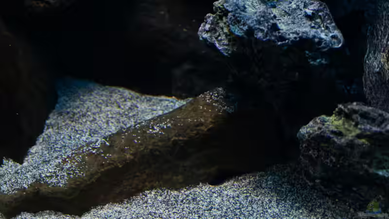 Dekoration im Aquarium MYlawi von Stefan Schmitt (8)