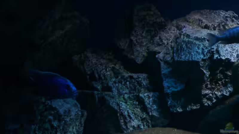 Dekoration im Aquarium MYlawi von Stefan Schmitt (9)