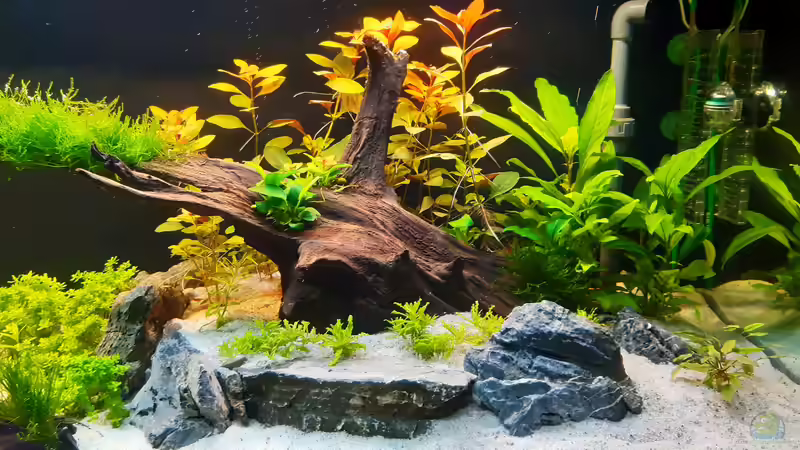 Dekoration im Aquarium Mystic River II von Aqua-Josh (2)