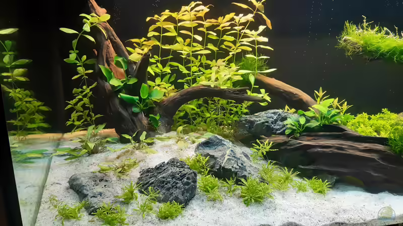 Dekoration im Aquarium Mystic River II von Aqua-Josh (3)