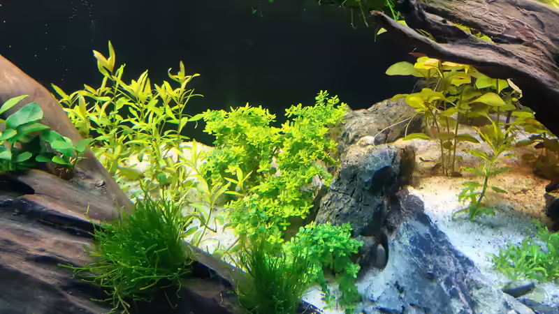 Dekoration im Aquarium Mystic River II von Aqua-Josh (4)