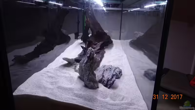 Dekoration im Aquarium Mystic River von Aqua-Josh (16)