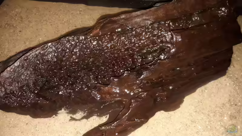 Dekoration im Aquarium Namenlos II von Fichte (23)