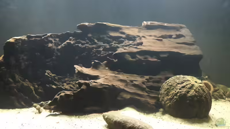 Dekoration im Aquarium Namenlos II von Fichte (25)