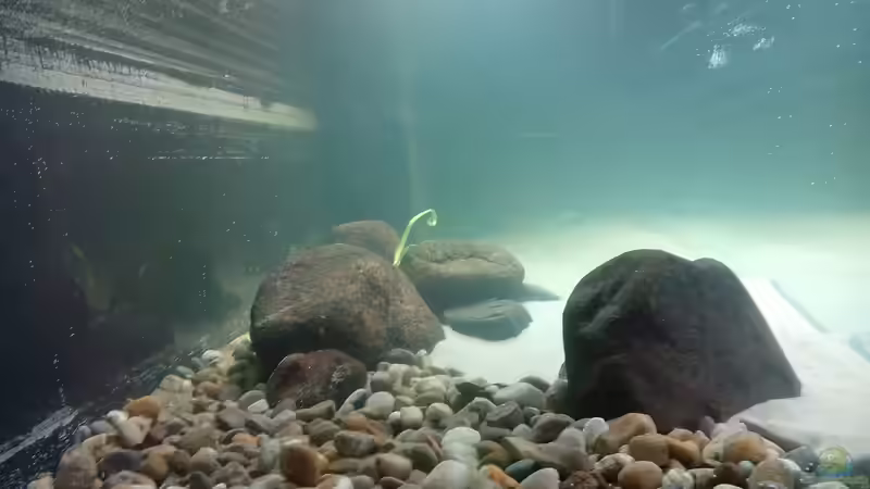 Dekoration im Aquarium Namenlos von Fichte (63)