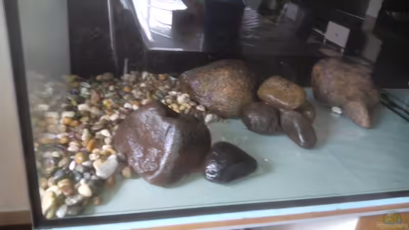 Dekoration im Aquarium Namenlos von Fichte (64)