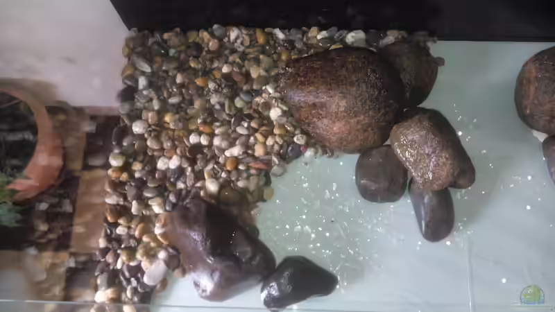 Dekoration im Aquarium Namenlos von Fichte (65)