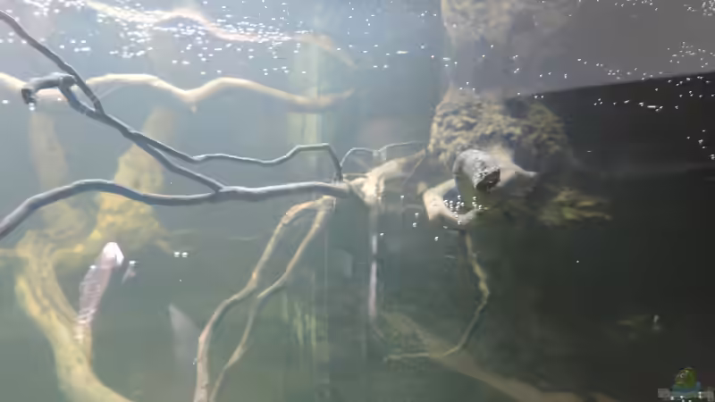 Dekoration im Aquarium Namenlos von Fichte (70)