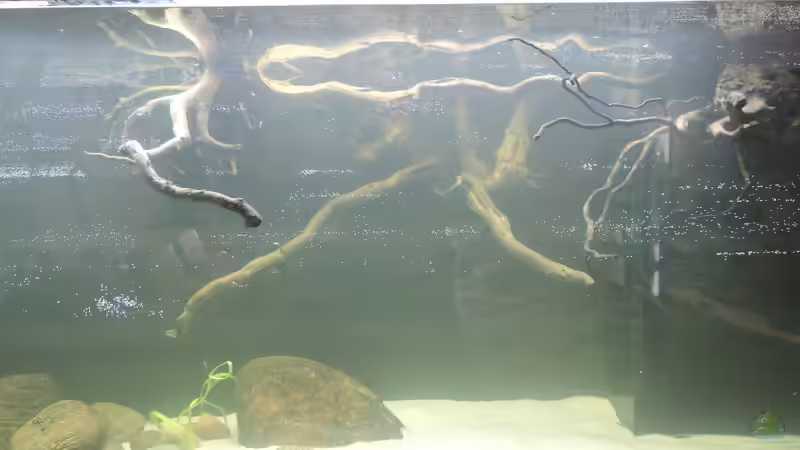 Dekoration im Aquarium Namenlos von Fichte (73)