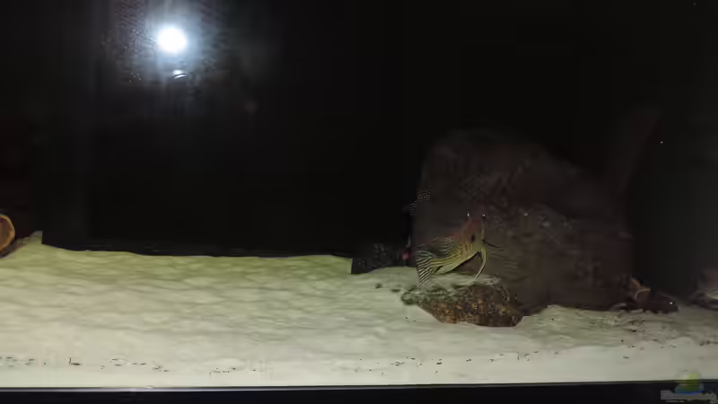 Dekoration im Aquarium Namenlos von Fichte (74)