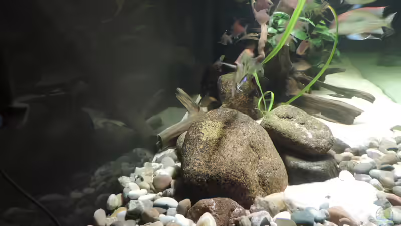 Dekoration im Aquarium Namenlos von Fichte (75)