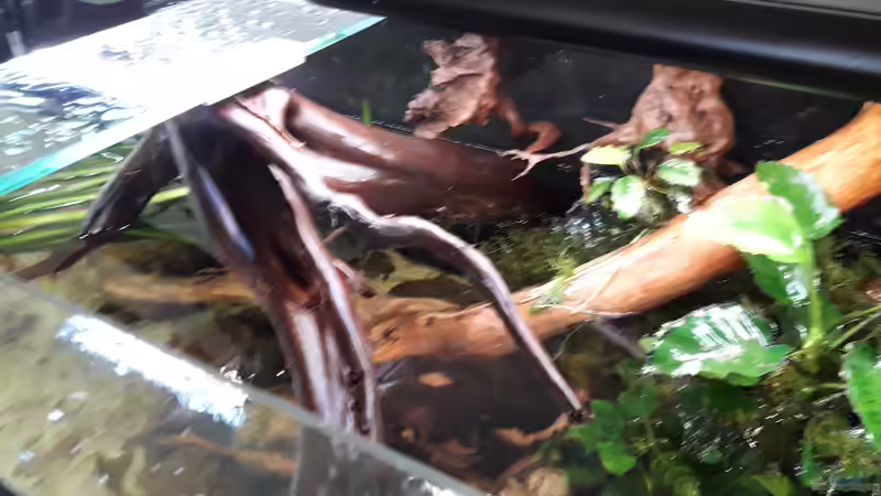 Dekoration im Aquarium Namenlos von Fichte (80)