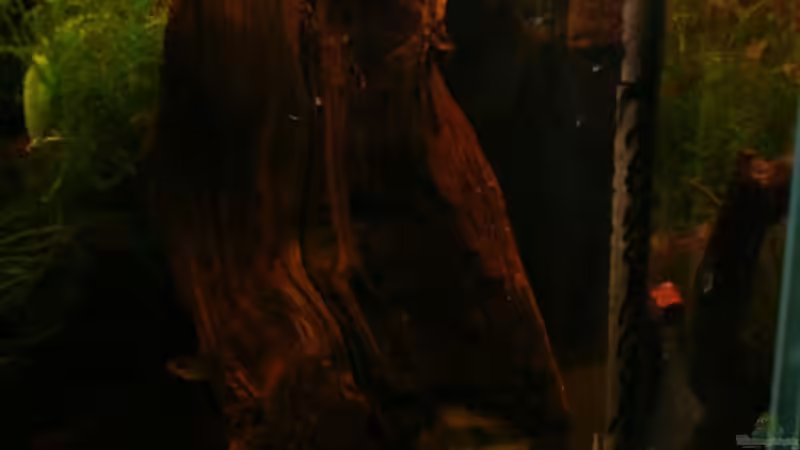 Dekoration im Aquarium Nanacara anomala von Cichlid Power (10)