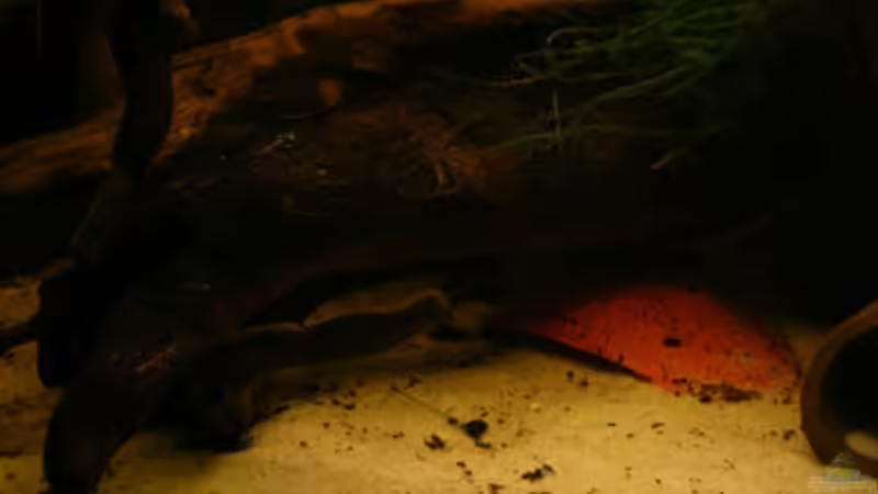 Dekoration im Aquarium Nanacara anomala von Cichlid Power (8)