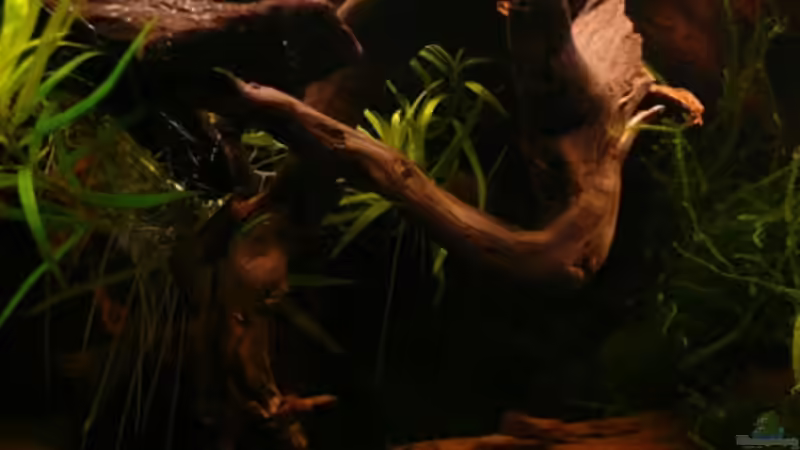 Dekoration im Aquarium Nanacara anomala von Cichlid Power (9)