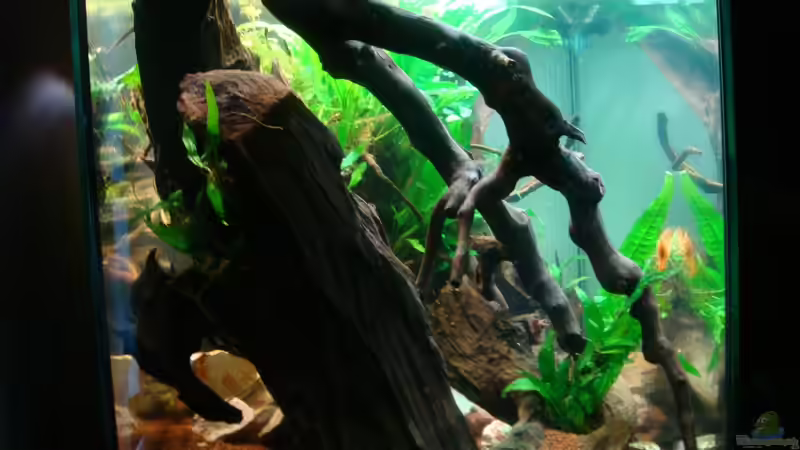 Dekoration im Aquarium Nannacara anomala von ekki (4)