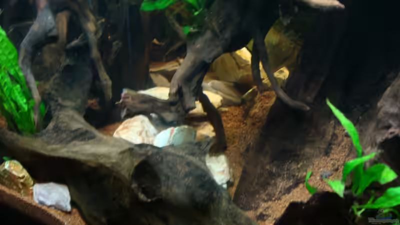 Dekoration im Aquarium Nannacara anomala von ekki (6)