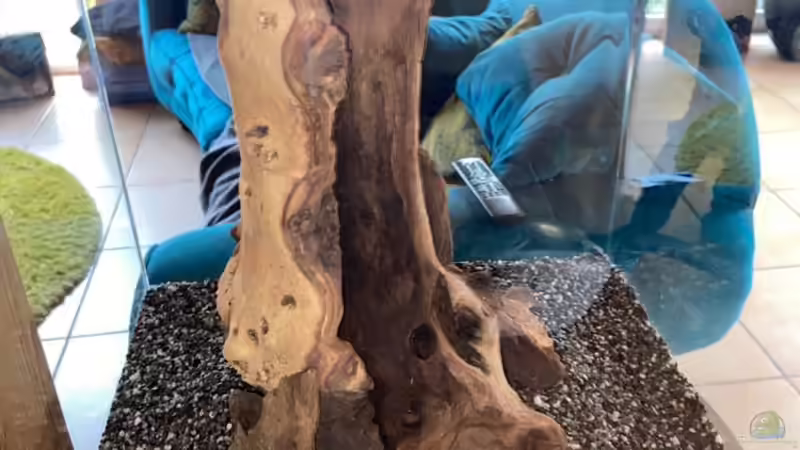 Dekoration im Aquarium Nano 1 von Vera_K. . (10)