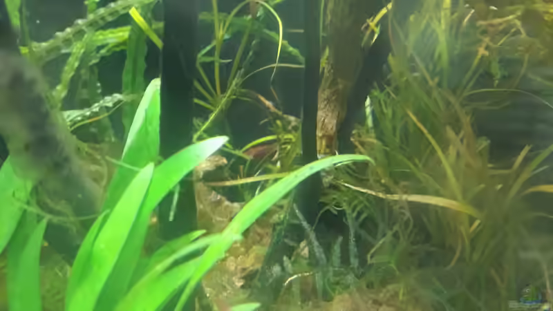 Dekoration im Aquarium Nano 30 von NiRo (15)