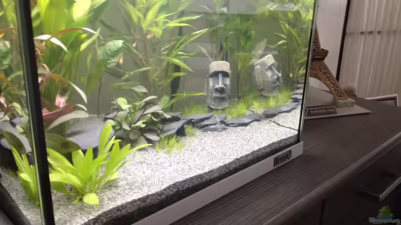 Dekoration im Aquarium Nano Becken von Perlhuhnbärbling (4)