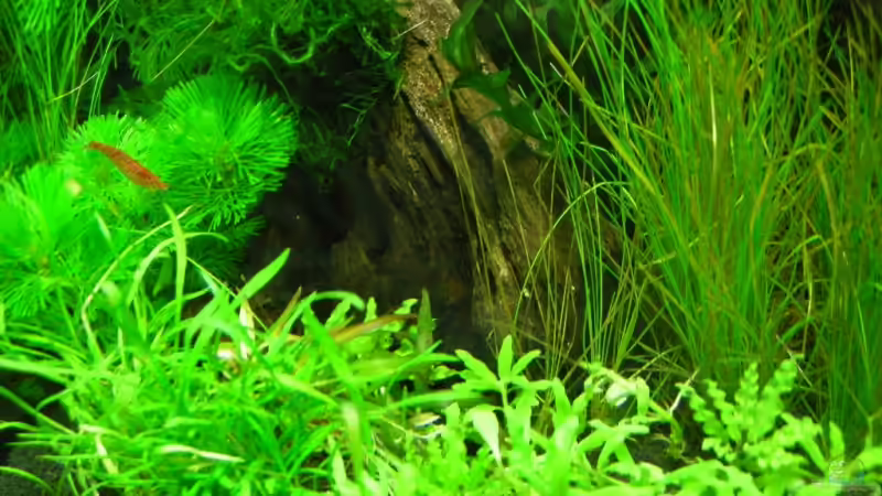 Dekoration im Aquarium Nano Cube 1.0 von Thorgal Takashi (5)