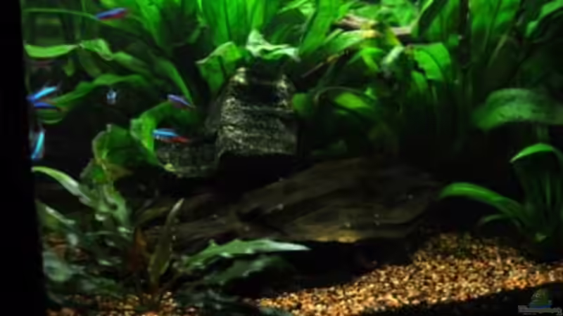 Dekoration im Aquarium Nano Cube 130 XXL von leaa (4)