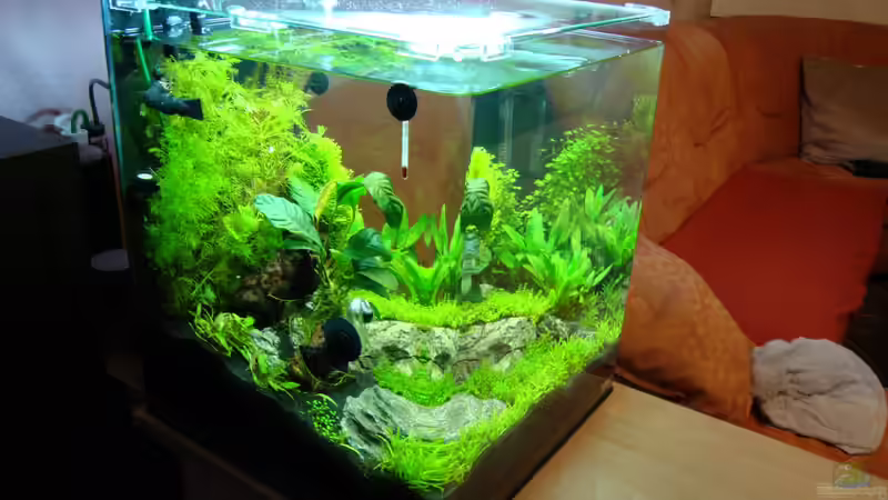 Dekoration im Aquarium Nano Cube 60 Liter von Christoph Luz (25)