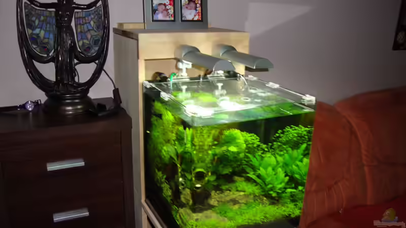Dekoration im Aquarium Nano Cube 60 Liter von Christoph Luz (26)