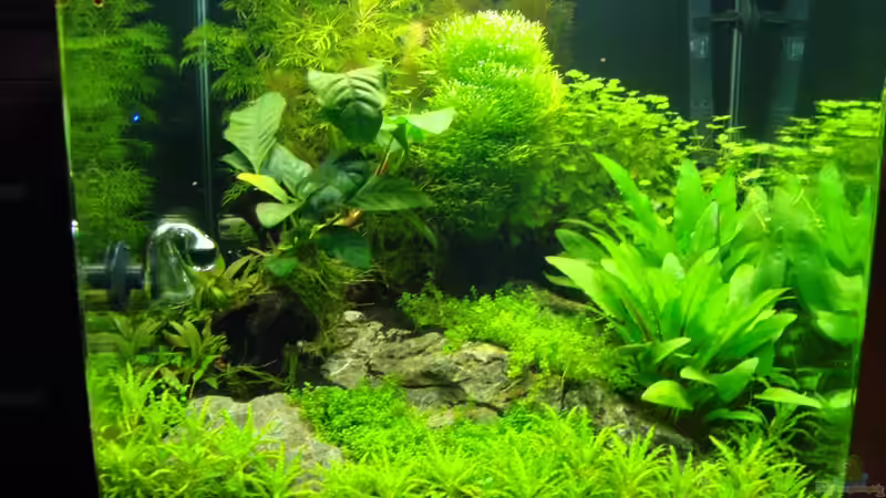 Dekoration im Aquarium Nano Cube 60 Liter von Christoph Luz (27)