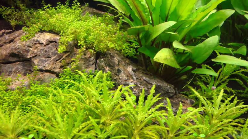 Dekoration im Aquarium Nano Cube 60 Liter von Christoph Luz (28)