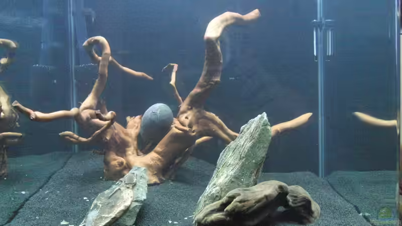 Dekoration im Aquarium Nano Cube 60L - Nur mehr Beispiel von Bjarke (7)