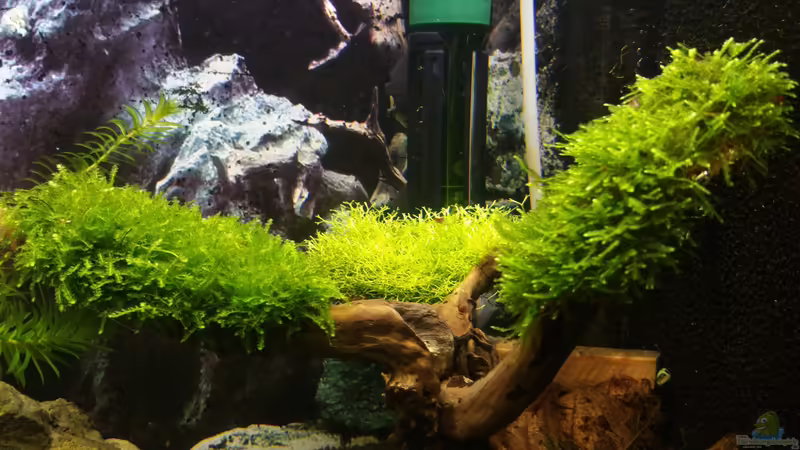 Dekoration im Aquarium Nano Eigenbau von Lucky3310 (19)