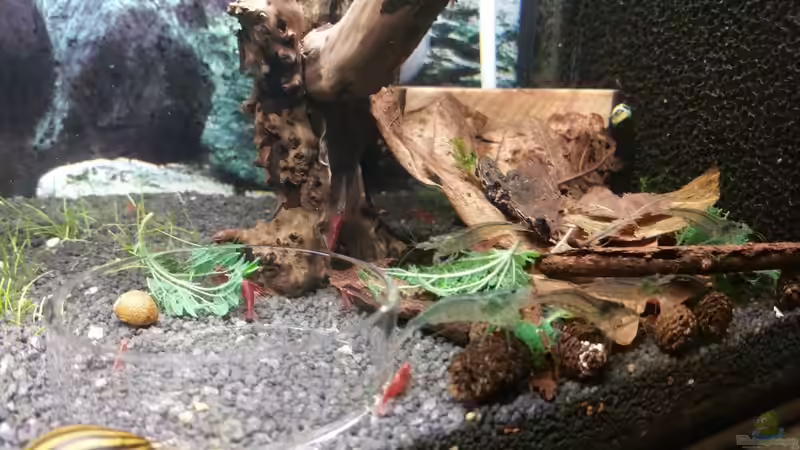 Dekoration im Aquarium Nano Eigenbau von Lucky3310 (20)