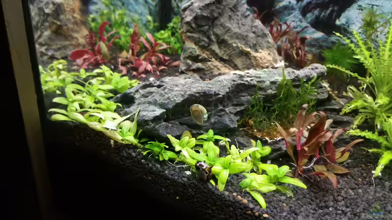 Dekoration im Aquarium Nano Eigenbau von Lucky3310 (21)