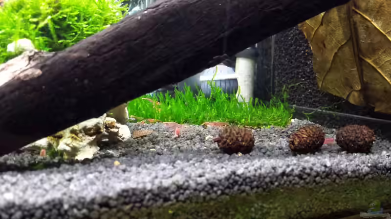 Dekoration im Aquarium Nano Eigenbau von Lucky3310 (23)