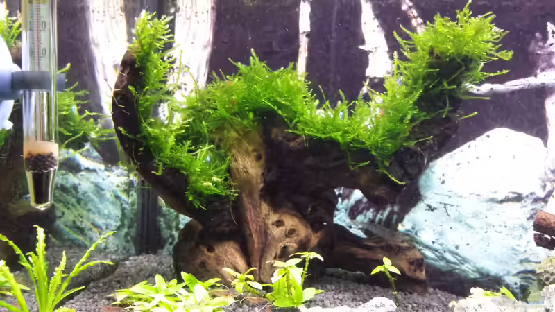 Dekoration im Aquarium Nano Eigenbau von Lucky3310 (24)
