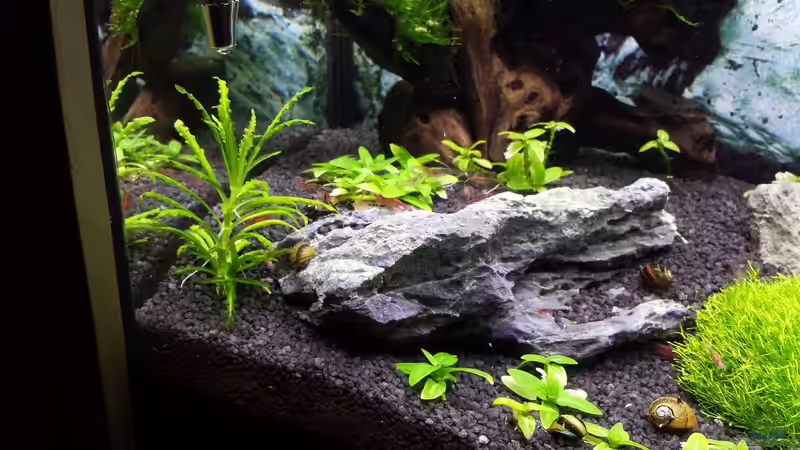 Dekoration im Aquarium Nano Eigenbau von Lucky3310 (25)