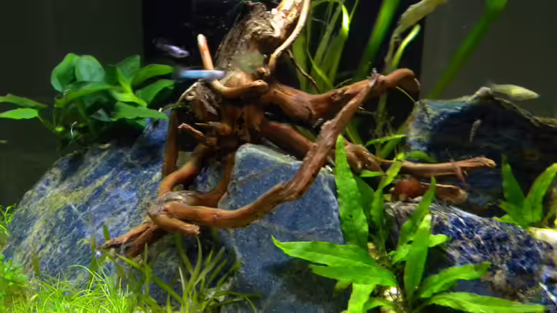 Dekoration im Aquarium Nano Fluval Edge II von flightsim (14)