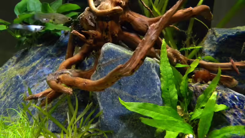 Dekoration im Aquarium Nano Fluval Edge II von flightsim (15)