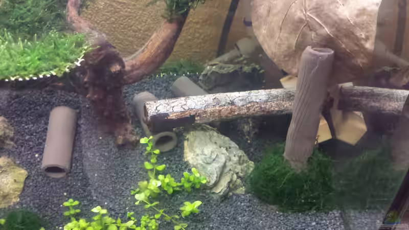 Dekoration im Aquarium Nano II von Lucky3310 (6)