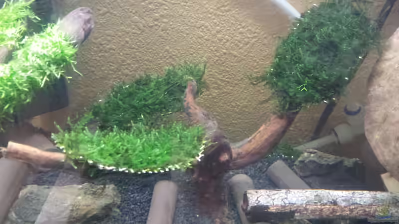 Dekoration im Aquarium Nano II von Lucky3310 (7)