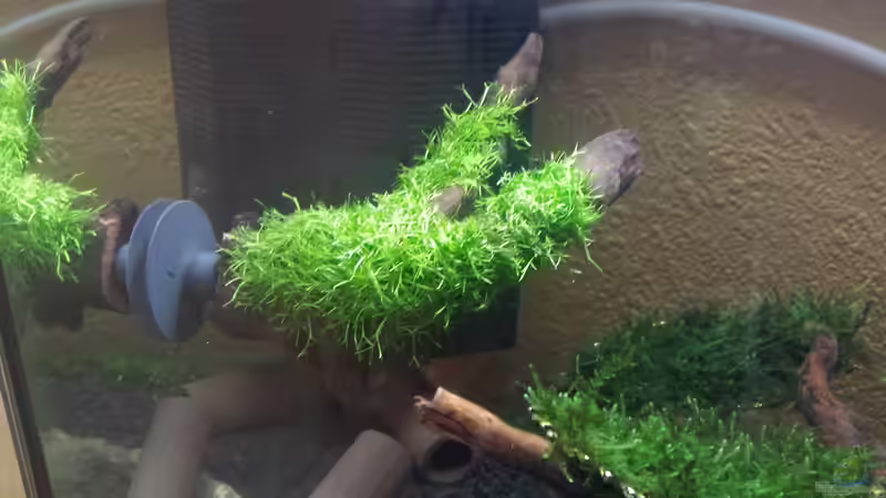 Dekoration im Aquarium Nano II von Lucky3310 (8)