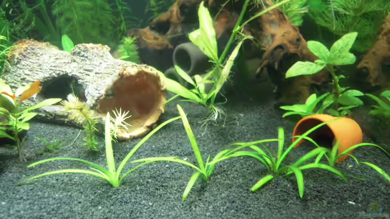 Dekoration im Aquarium Nanobecken von Garneli (4)