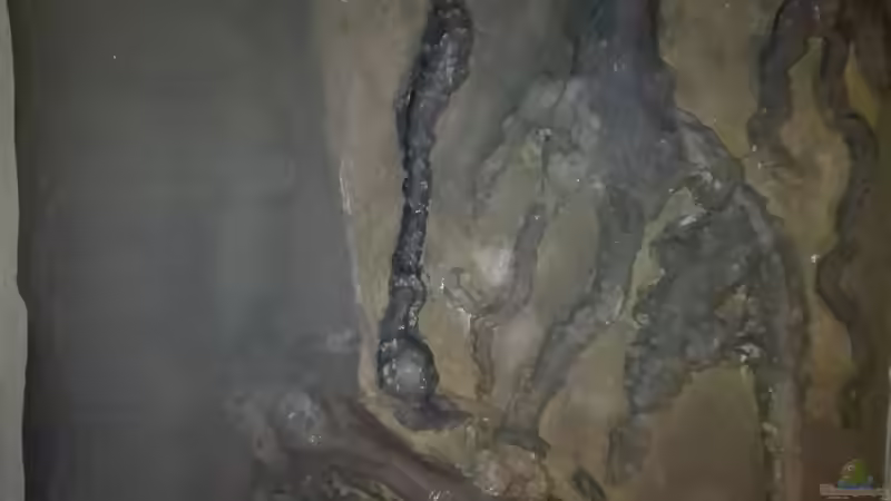 Dekoration im Aquarium Nanozonas von Lance Hardwood (46)