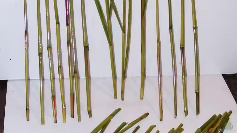 Dekoration im Aquarium Natur of Dreams Ogowe von Falk (55)