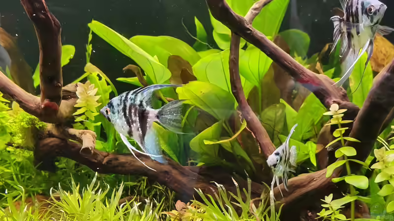 Dekoration im Aquarium NATURE 2019 von Ronny Jacob (3)