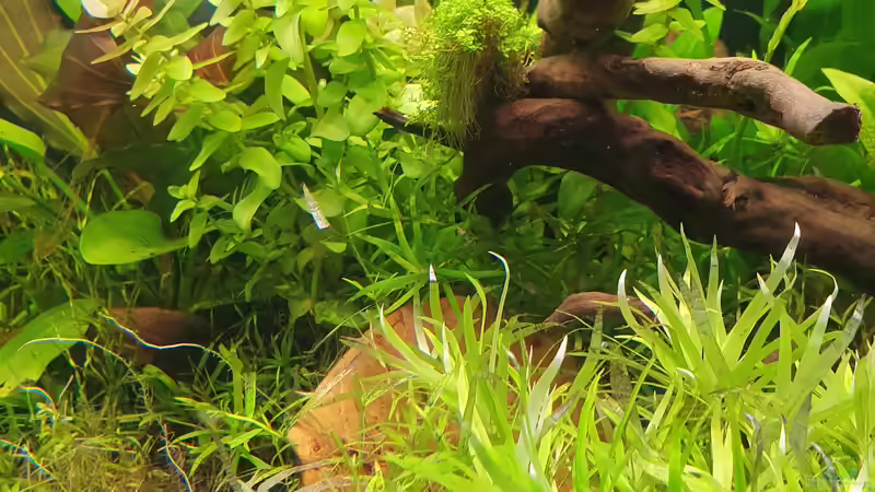 Dekoration im Aquarium NATURE 2019 von Ronny Jacob (4)