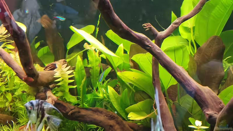 Dekoration im Aquarium NATURE 2019 von Ronny Jacob (7)
