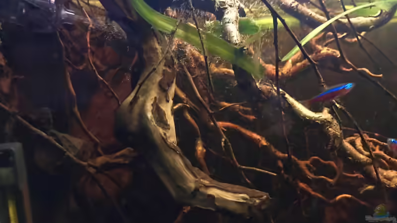 Dekoration im Aquarium Nebenfluss des Rio Negros von Raven887 (26)