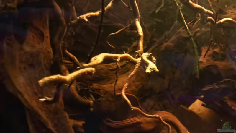 Dekoration im Aquarium Nebenfluss des Rio Negros von Raven887 (27)